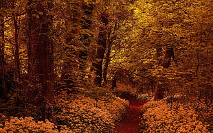 brown leafed trees