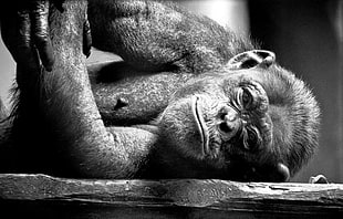 grayscale photography of baby ape lying on wood