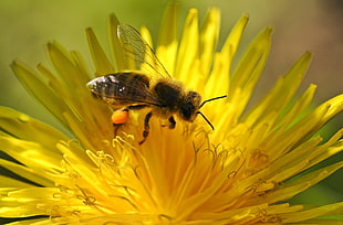 close-up photography of honeybee on yellow petaled flower