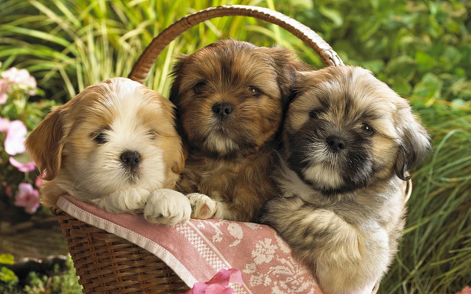 three long-coated puppies on basket HD wallpaper