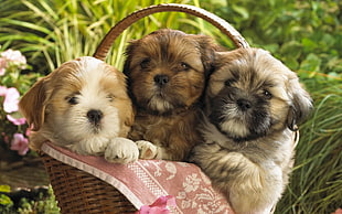 three long-coated puppies on basket