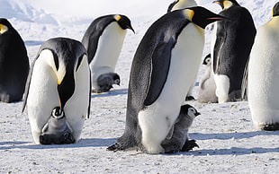 black-and-white penguins, animals, penguins, nature, birds