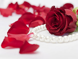Rose,  Flower,  Pearls,  Jewelry HD wallpaper