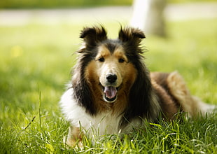 selective focus photography of rough collie prone lying on grass ground HD wallpaper