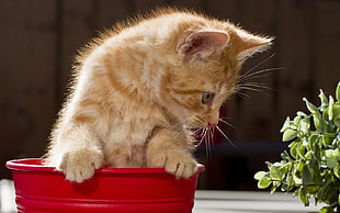 orange tabby kitten in red plastic container