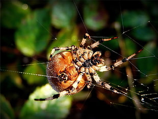 macro photography of brown spider weaving spider web