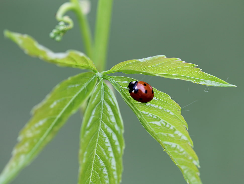 Macro Photography of Lady Bug, forest grove HD wallpaper
