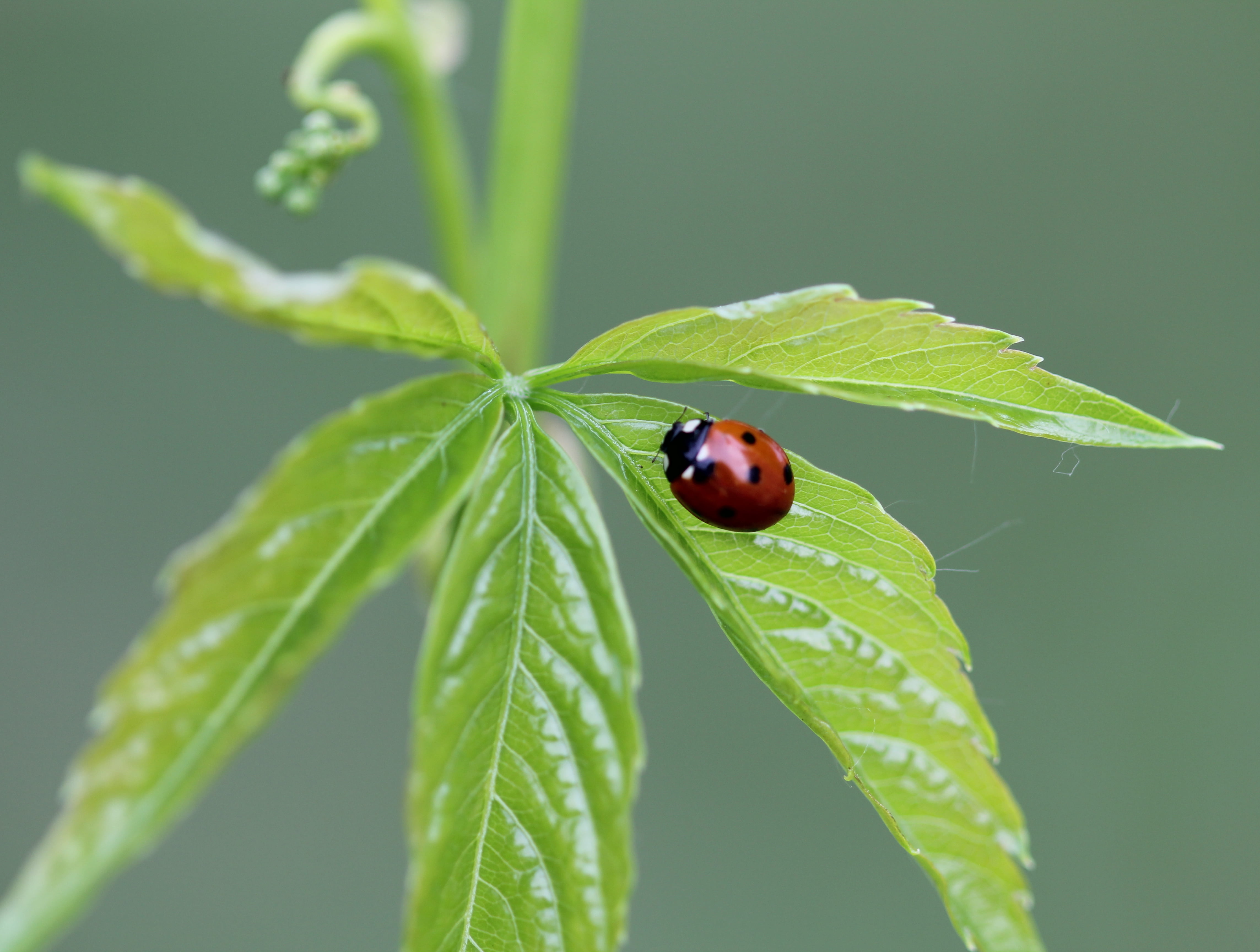 Macro Photography of Lady Bug, forest grove