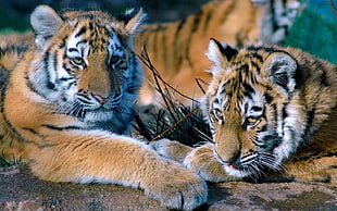 two tiger cubs photo