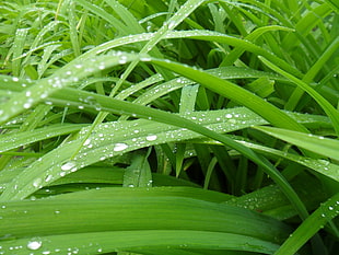 water dues on green leaves