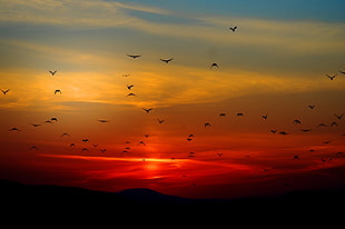 silhouette of birds during sunset HD wallpaper