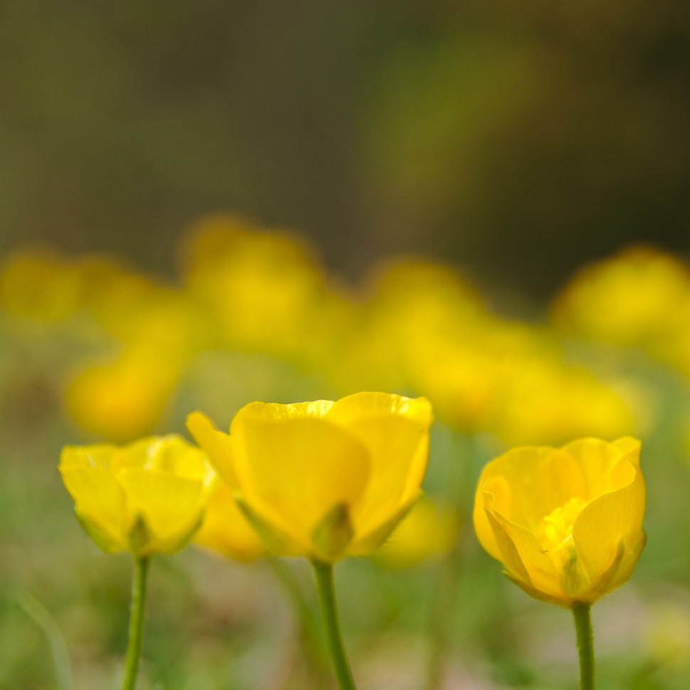 yellow petaled flowers selective focus photography HD wallpaper