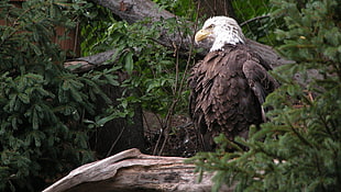 white and brown bald eagle, eagle, birds, animals, plants