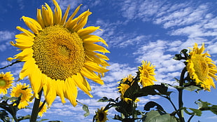sunflower fields taken during day time HD wallpaper