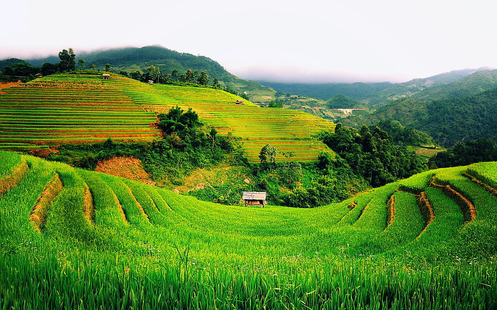 rice terraces, nature, landscape, grass, field HD wallpaper