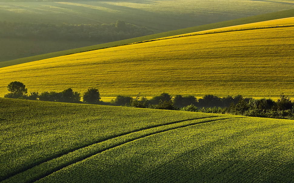 green grass field, nature, landscape, field, hills HD wallpaper