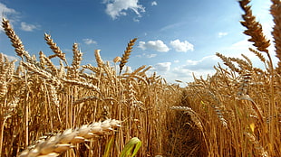 brown grass field, wheat, field, crops, plants HD wallpaper