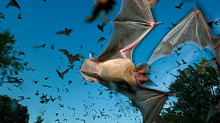 group of bats, animals, bats HD wallpaper