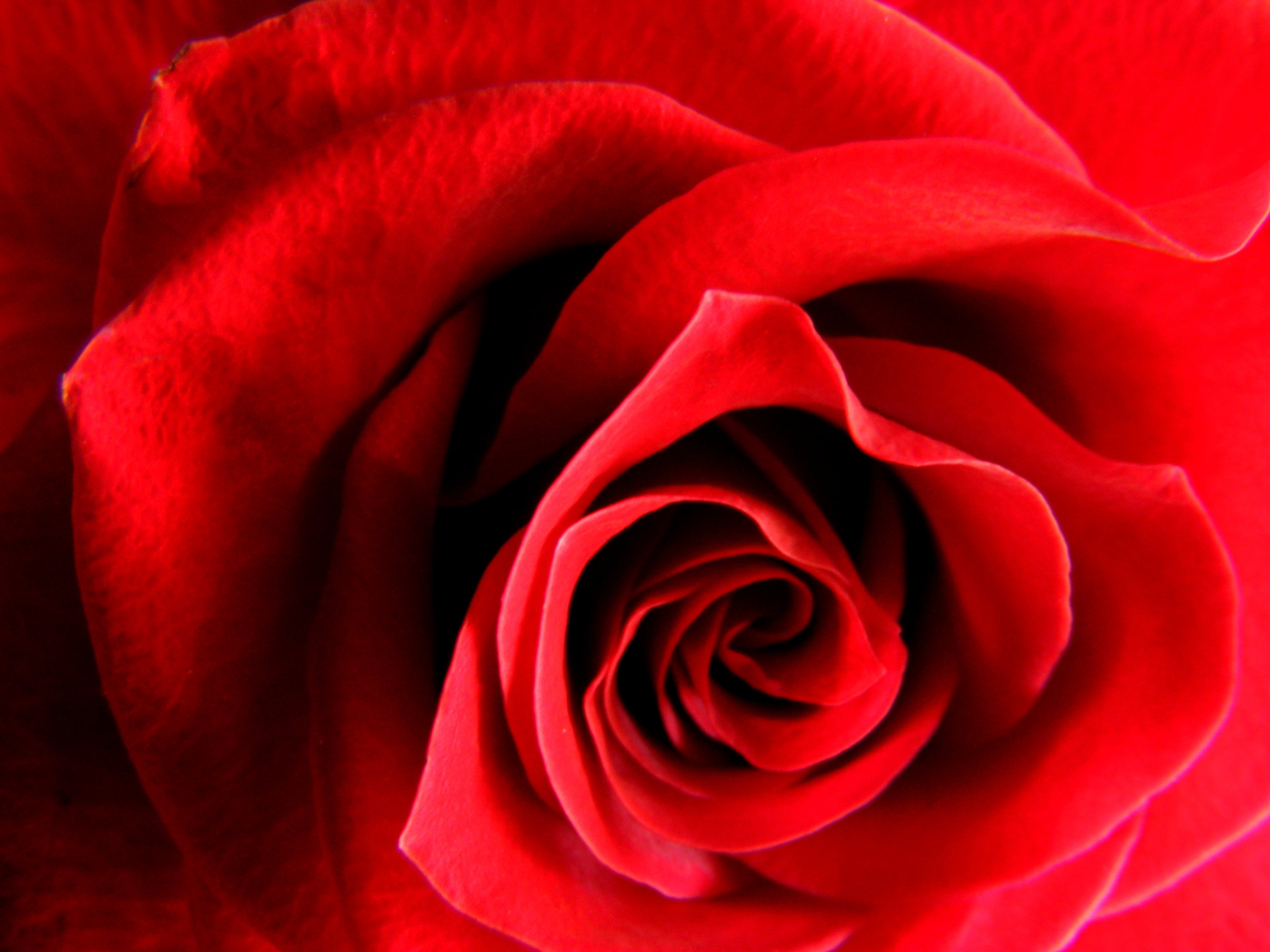 Red Rose HD Photo