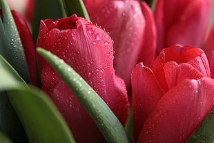 micro photography of red tulips