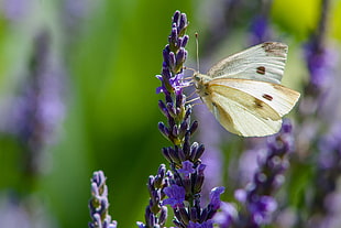 brown butterfly on purple lavender