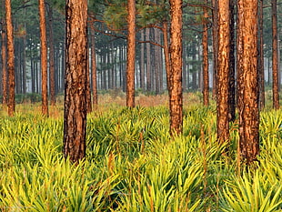 close up photo of tree trunks landscape photo