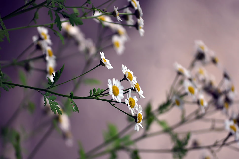 white Daisy flower in close up photo HD wallpaper