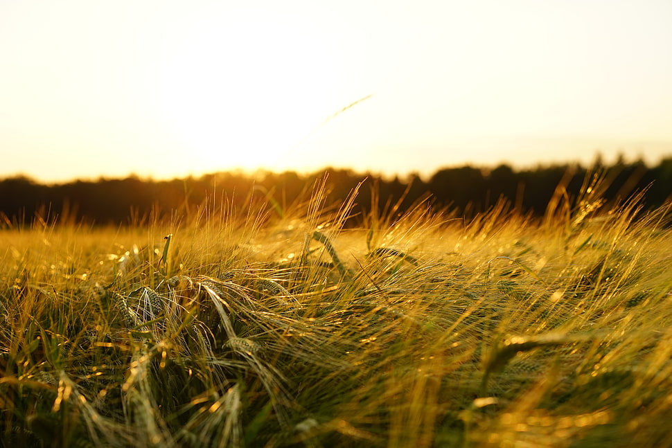 green grass during sunset HD wallpaper