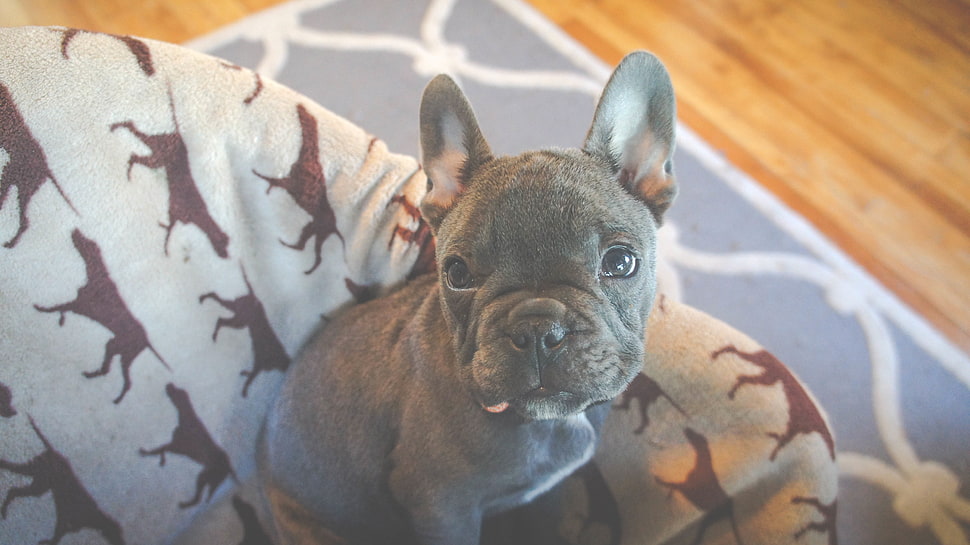 Droll Blue And White French Bulldog Puppies