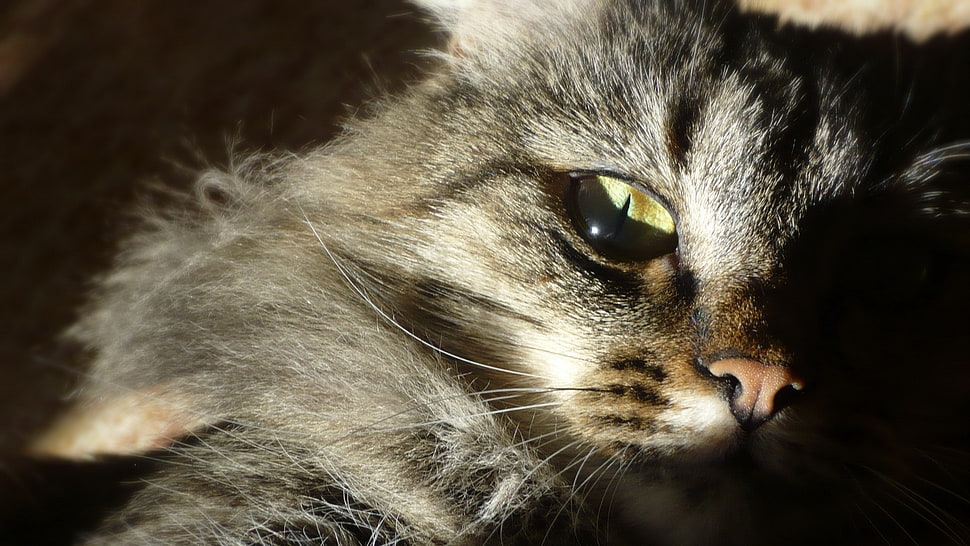 brown cat closed up photography HD wallpaper