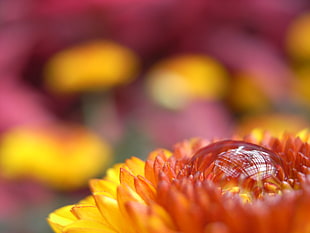 macro shot of yellow Daisy flower