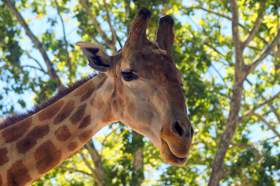 close-up of a giraffe under green tree HD wallpaper