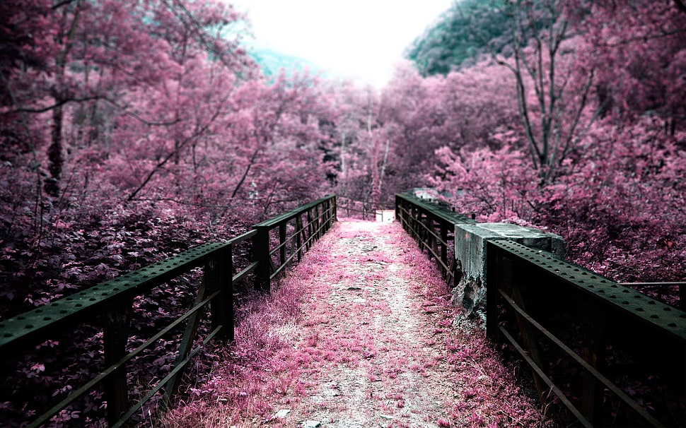 footbridge covered with pink leaves HD wallpaper