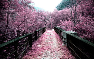 footbridge covered with pink leaves