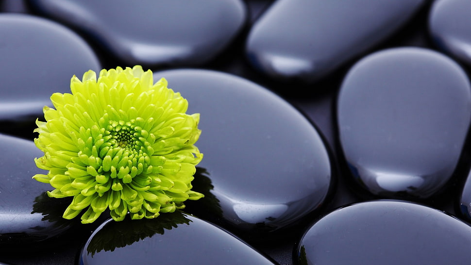 green plant HD wallpaper
