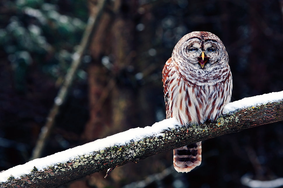 brown and white owl standing on brown tree branch HD wallpaper