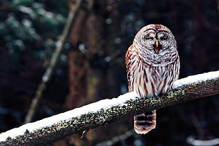 brown and white owl standing on brown tree branch