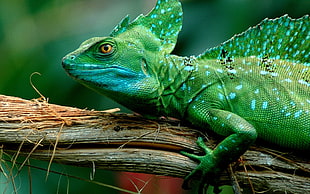 green iguana, lizards, animals HD wallpaper