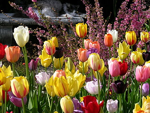 bed of tulip flowers HD wallpaper