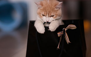 shallow focus photograph of brown and white cat on black tote bag