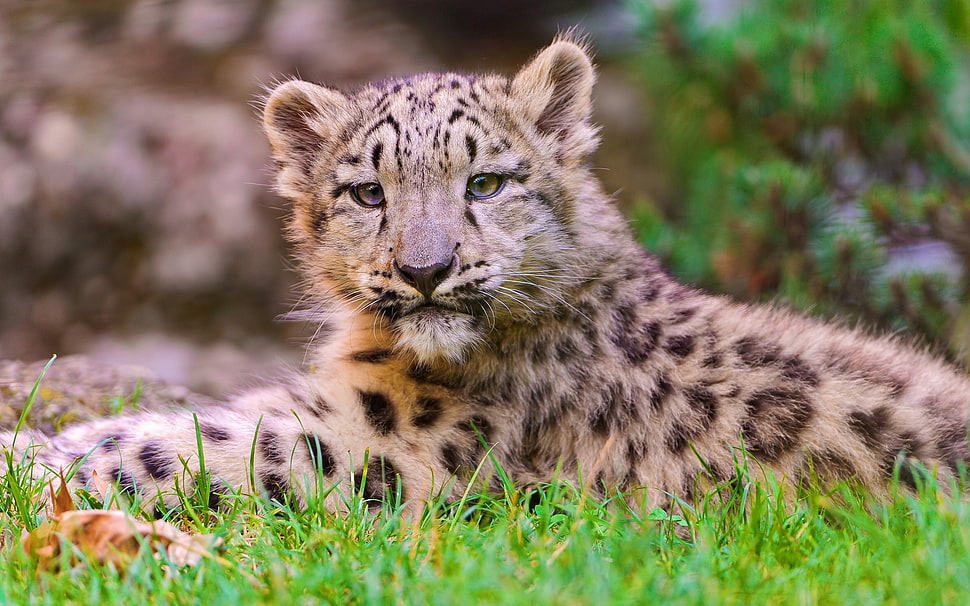selective focus of leopard cub on green grass HD wallpaper