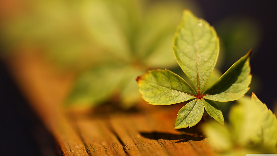 green leaf, leaves, macro HD wallpaper