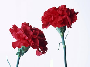 photo of two red petaled flowers