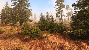 landscape photo of pine trees