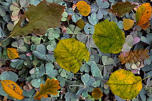 bed of green leaves