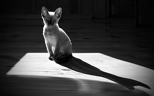 Gray,  Kitten,  White,  Black white HD wallpaper