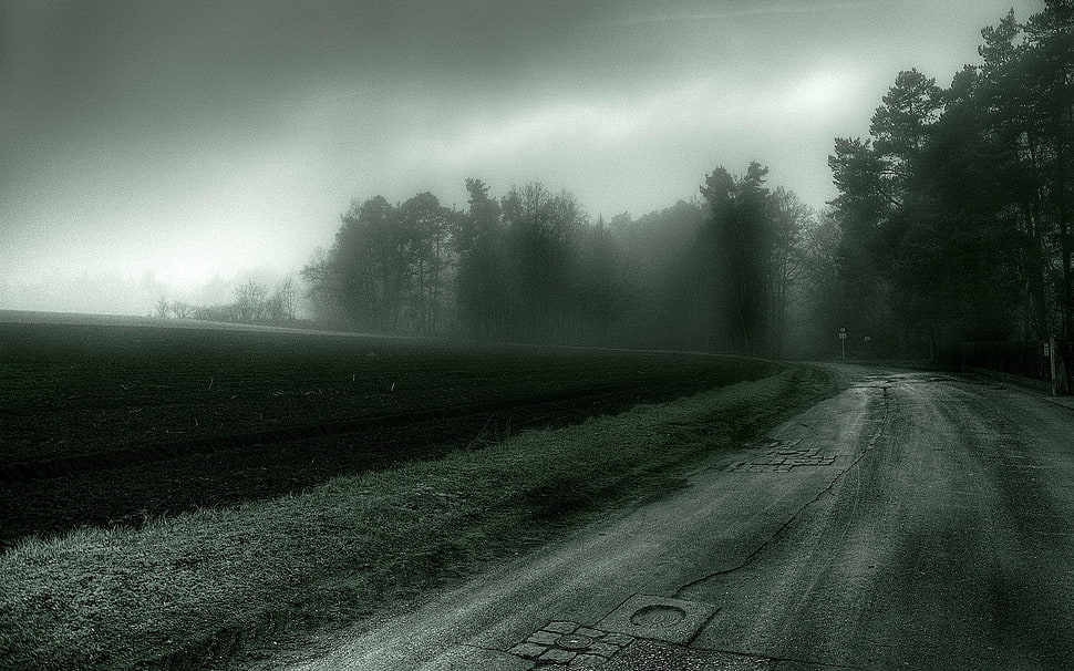 black and white floral area rug, landscape, road, mist, trees HD wallpaper