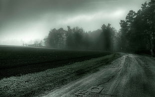 black and white floral area rug, landscape, road, mist, trees