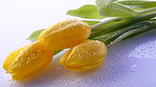 shallow focus photography of yellow flowers with water droplets