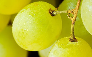 grape fruit, fruit, grapes HD wallpaper